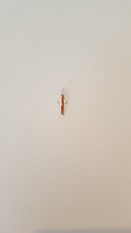 401 Kruis met haren of as 401 Kruis met haren of as